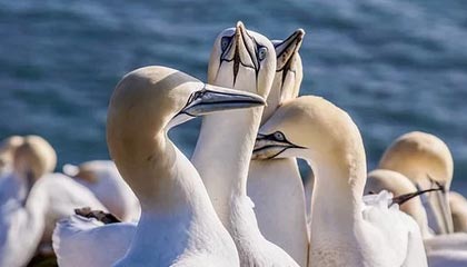 中超第22轮最佳球员候选名单：克雷桑双响入围